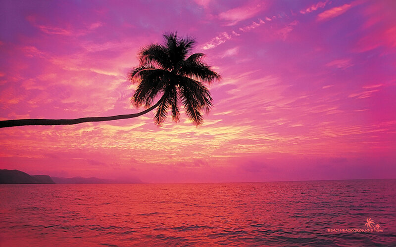 Palm Tree at Sunset — Pink, Serene, Photograph, Ocean, Sky, Mountains, Purple