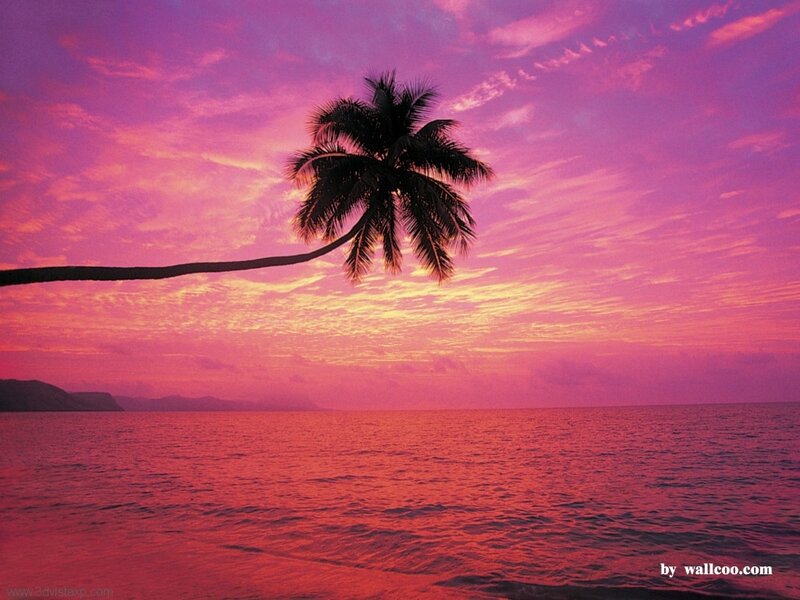 Palm Tree at Sunset — Pink, Serene, Photograph, Ocean, Sky, Mountains