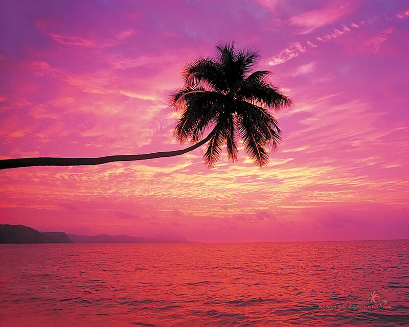 Palm Tree at Sunset — Pink, Serene