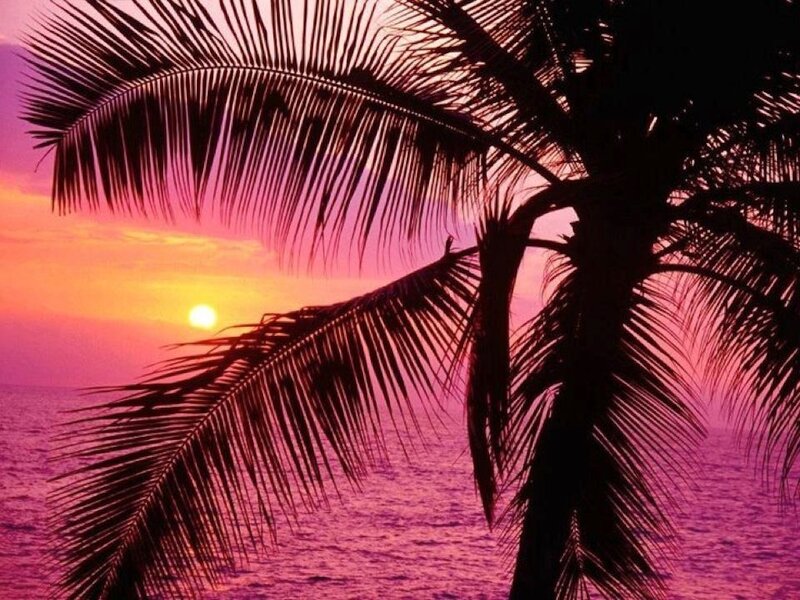 Palm Tree at Sunset — Pink