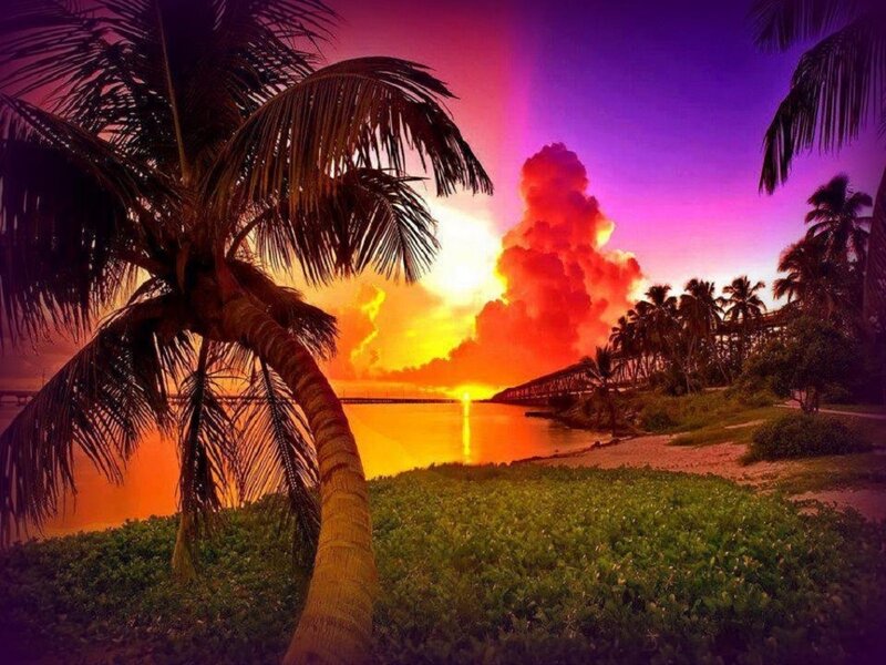 Palm Tree at Sunset — Purple, Dramatic, Photograph, Clouds