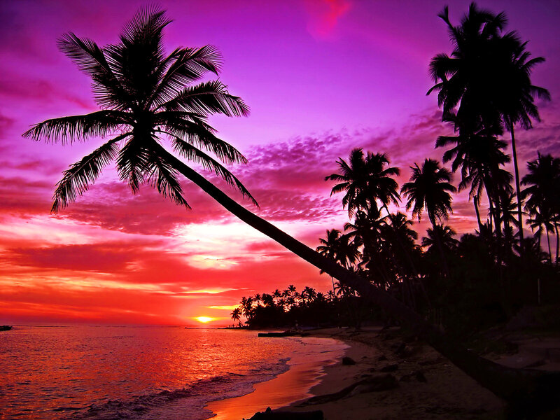 Palm Tree at Sunset — Purple, Dramatic, Photograph, Ocean