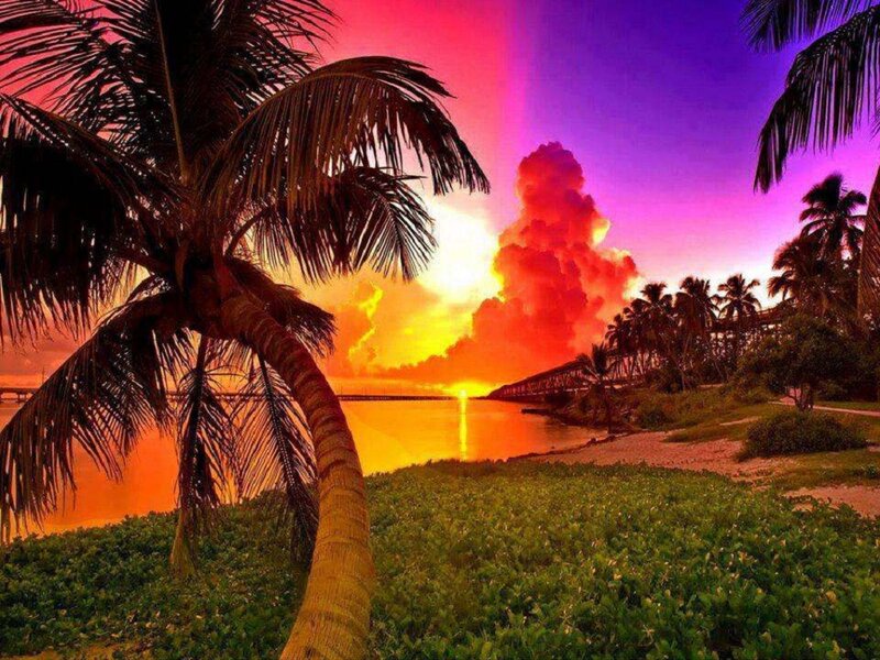 Palm Tree at Sunset — Purple, Dramatic, Photograph, Palm Trees