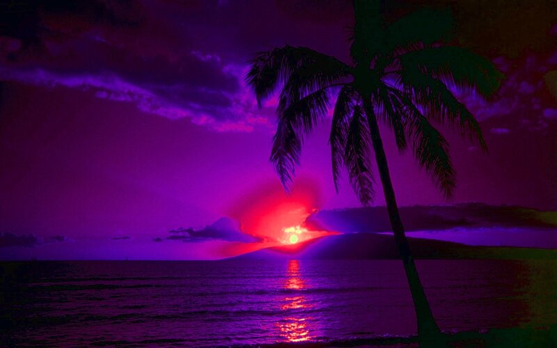 Palm Tree at Sunset — Purple, Dramatic, Photograph, Sun