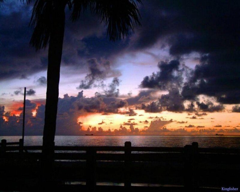 Palm Tree at Sunset — Purple, Dramatic