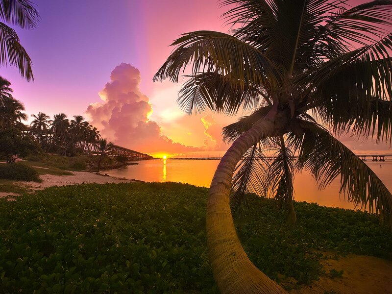 Palm Tree at Sunset — Purple, Serene, Photograph, Bridge, Clouds