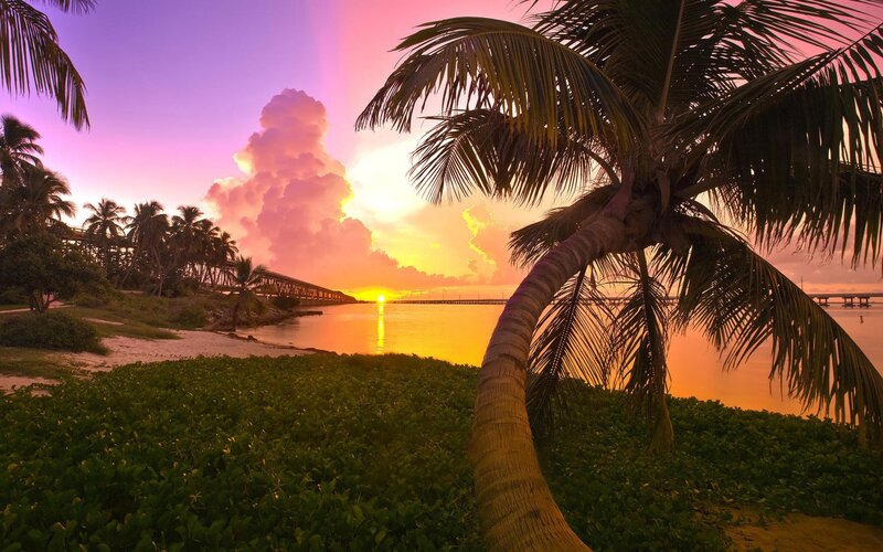 Palm Tree at Sunset — Purple, Serene, Photograph, Bridge