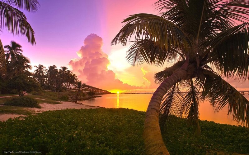 Palm Tree at Sunset — Purple, Serene, Photograph, Clouds, Bridge