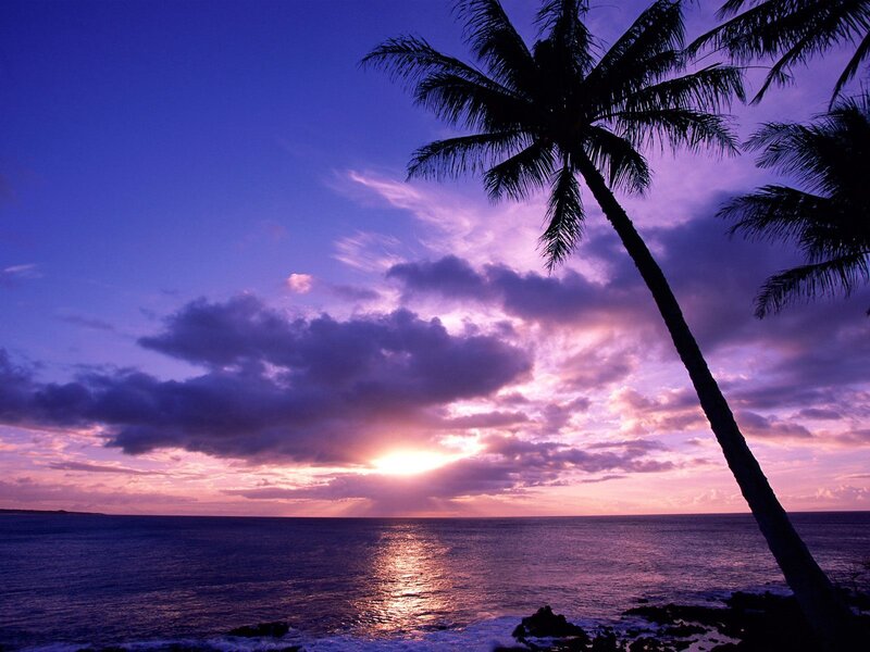 Palm Tree at Sunset — Purple, Serene, Photograph, Ocean, Clouds, Sun, Blue, Pink