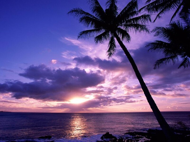 Palm Tree at Sunset — Purple, Serene, Photograph, Ocean, Clouds, Sun