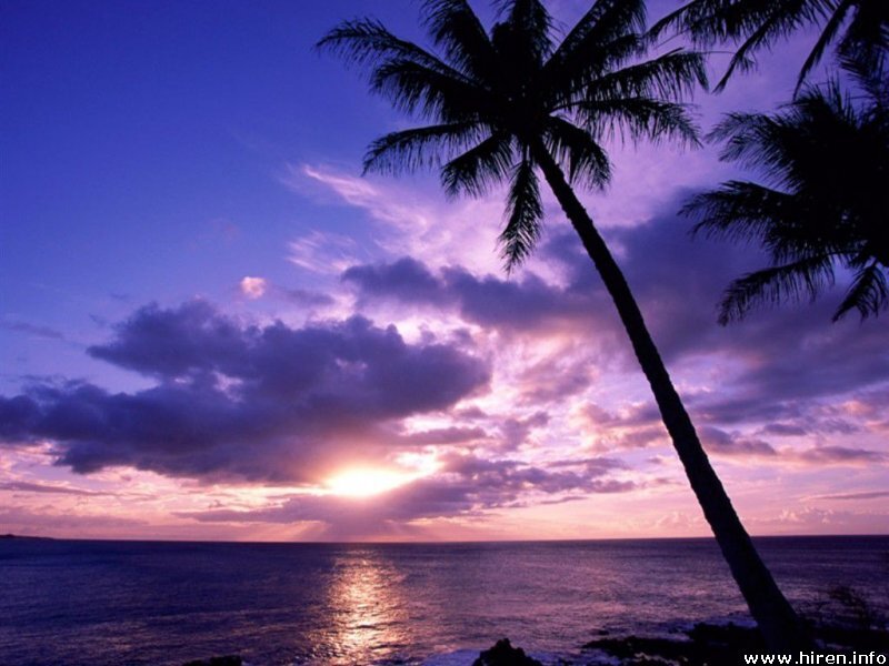 Palm Tree at Sunset — Purple, Serene, Photograph, Ocean, Clouds
