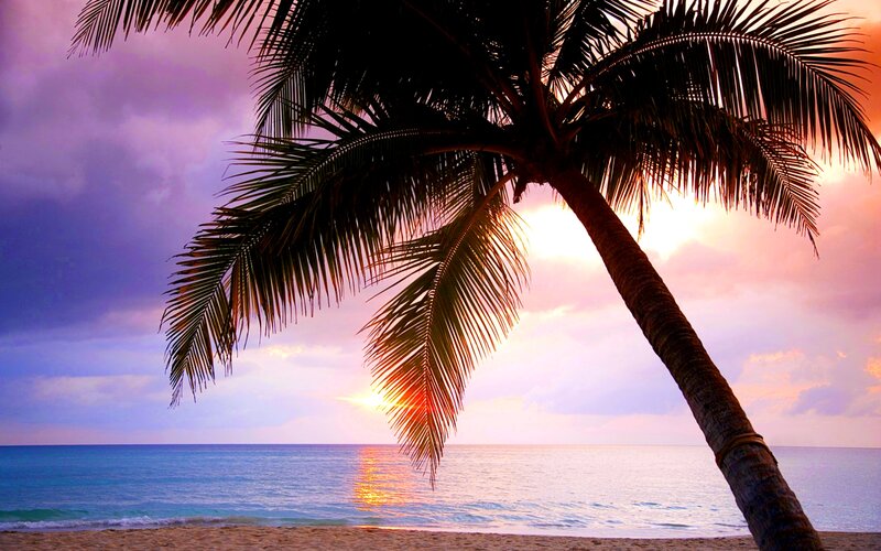 Palm Tree at Sunset — Purple, Serene, Photograph, Ocean, Sky