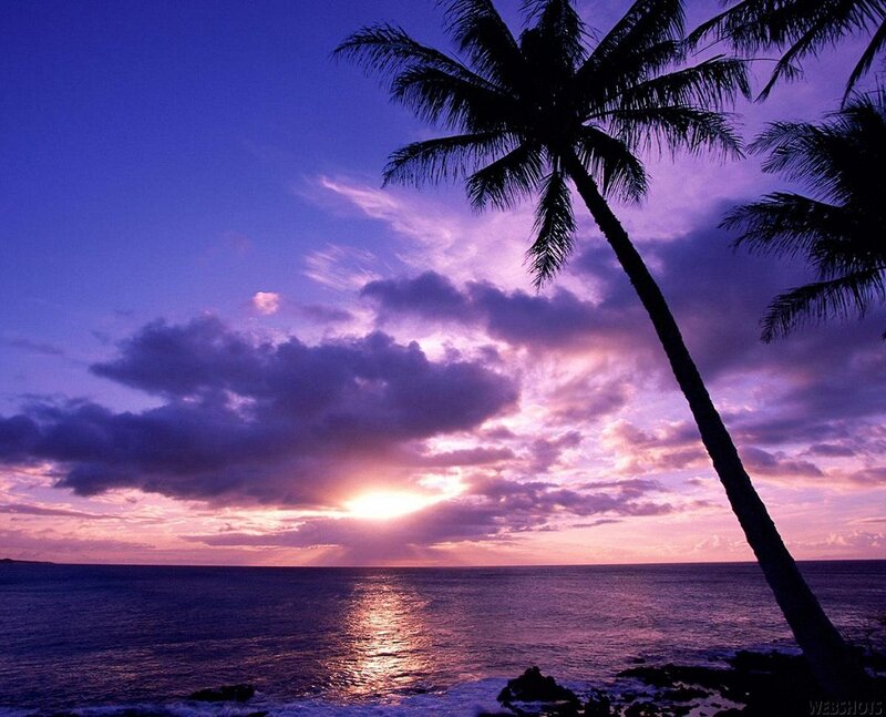 Palm Tree at Sunset — Purple, Serene, Photograph, Ocean