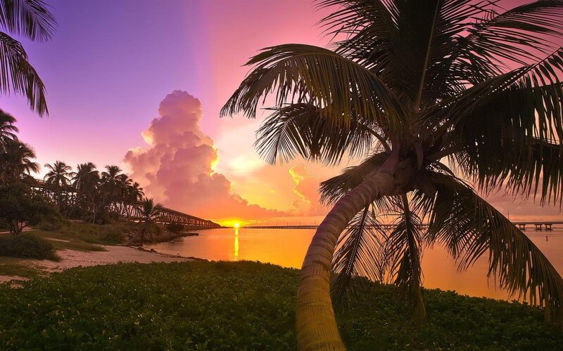 Palm Tree at Sunset — Purple, Serene, Photograph, Palm Tree