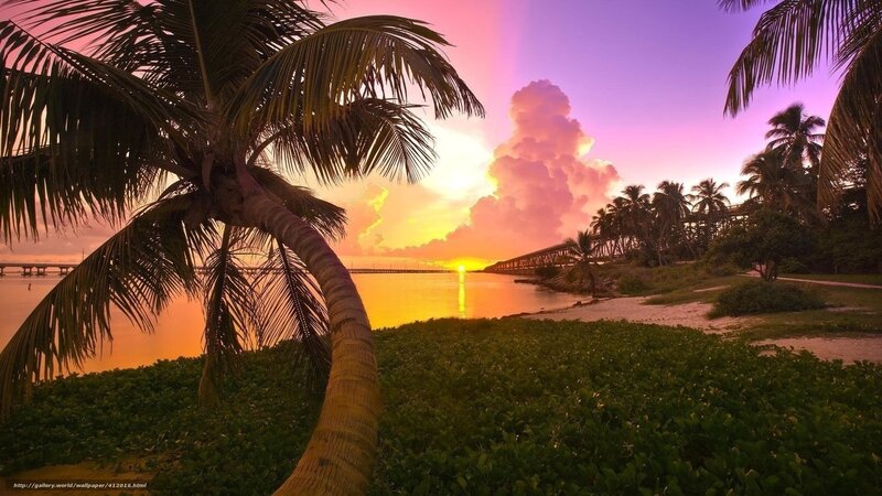 Palm Tree at Sunset — Purple, Serene, Photograph, Palm Trees, Bridge, Clouds, Water, Pink