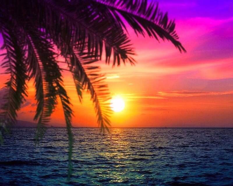 Palm Tree at Sunset — Purple, Serene, Photograph, Sun, Ocean