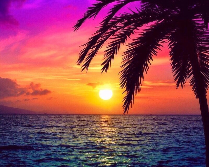 Palm Tree at Sunset — Purple, Serene, Photograph, Sun