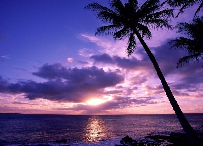 Palm Tree at Sunset — Purple, Serene, Photograph