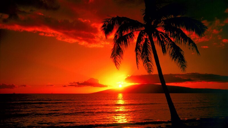Palm Tree at Sunset — Red, Dramatic, Photograph, Ocean