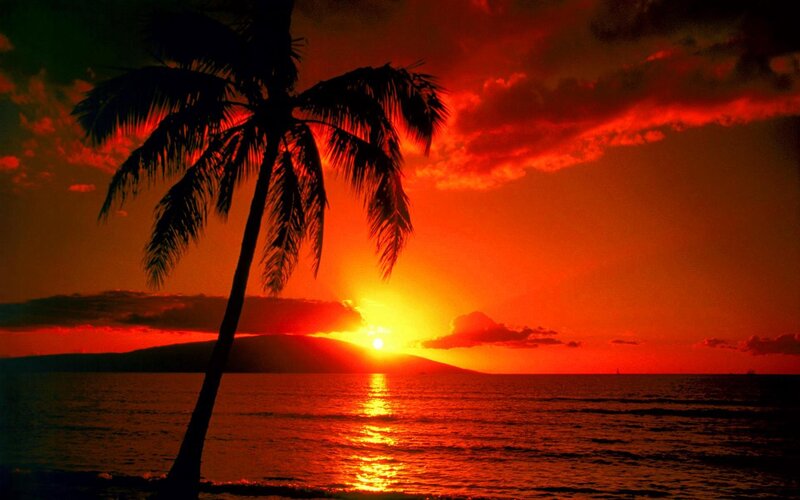 Palm Tree at Sunset — Red, Dramatic, Photograph, Sun, Ocean