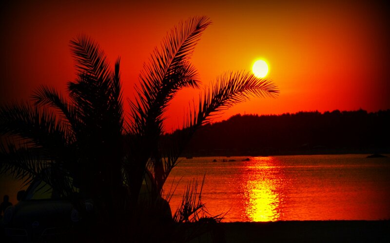 Palm Tree at Sunset — Red, Dramatic