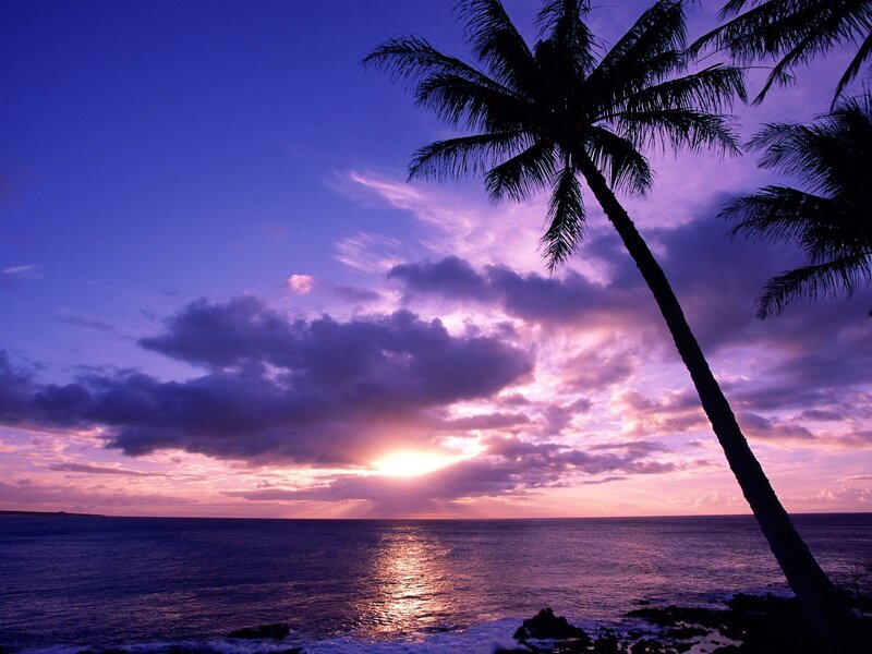 Palm Tree at Sunset — Serene