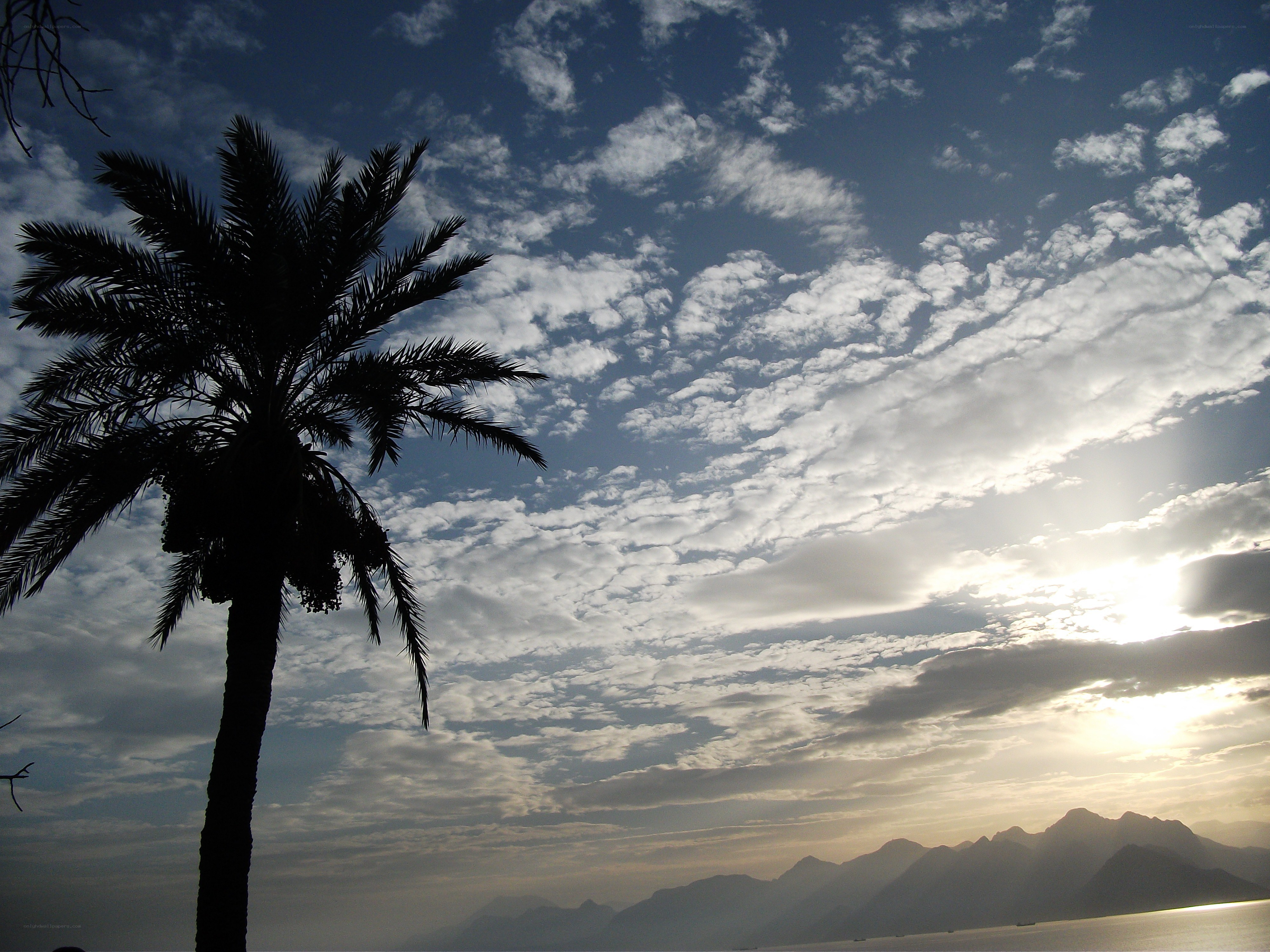Palm tree at sunset with mountains