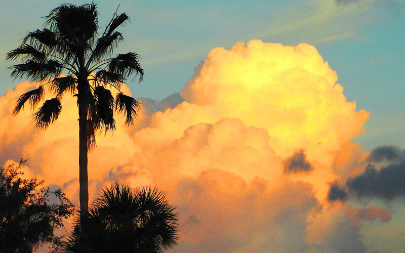 Palm Tree at Sunset — Yellow, Dramatic, Photograph