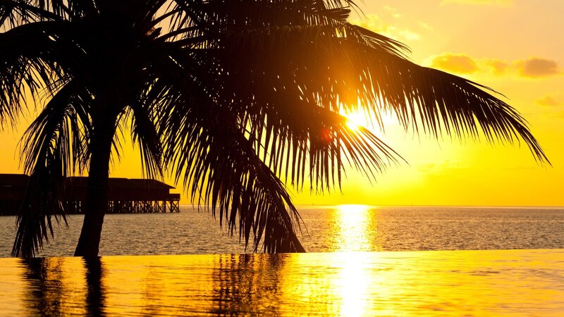 Palm Tree at Sunset — Yellow, Serene, Photograph, Ocean, Pool