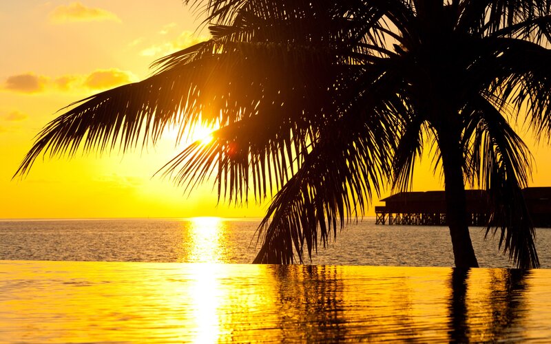 Palm Tree at Sunset — Yellow, Serene, Photograph, Ocean