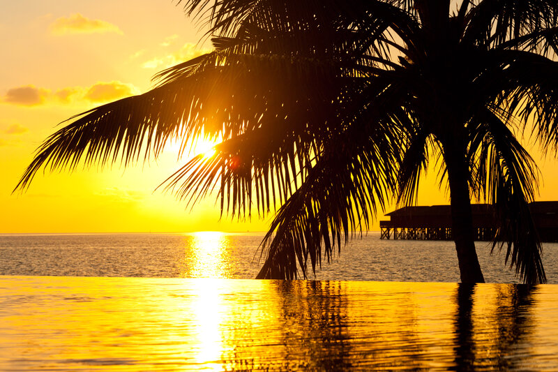 Palm Tree at Sunset — Yellow, Serene, Photograph
