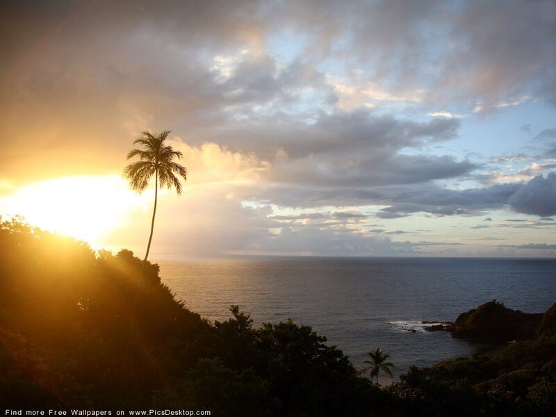 Palm Tree at Sunset — Yellow