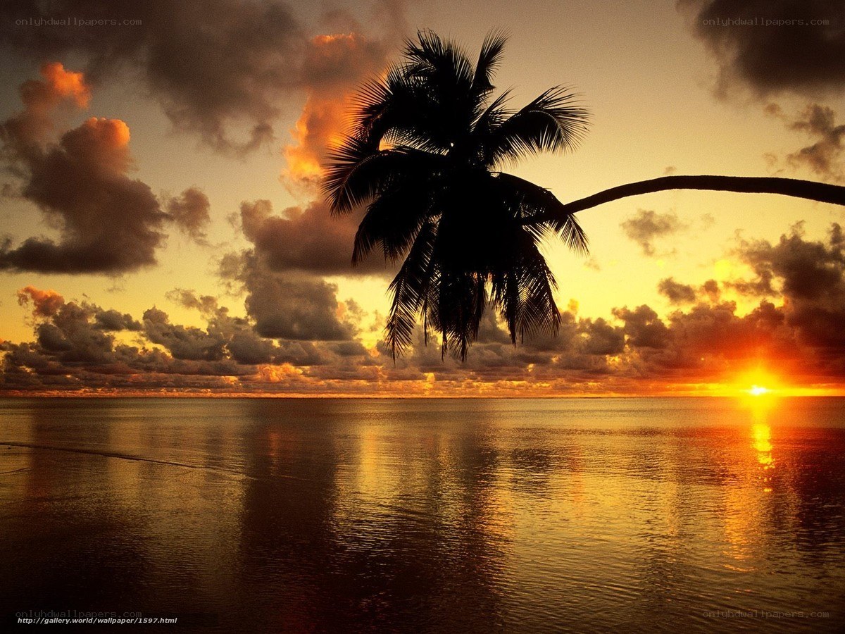Palm tree at sunset