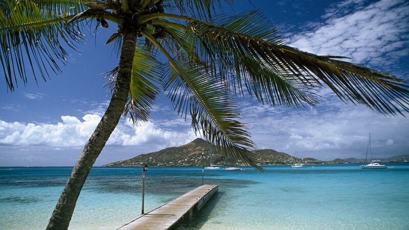 Palm Tree at Tropical Beach — Blue, Serene