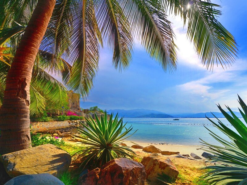 Palm Tree at Tropical Beach — Blue