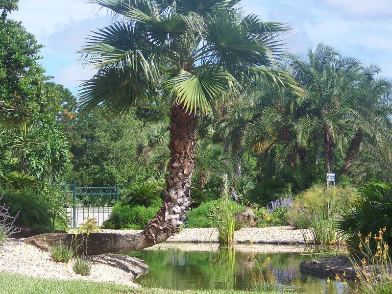 Palm tree by a pond