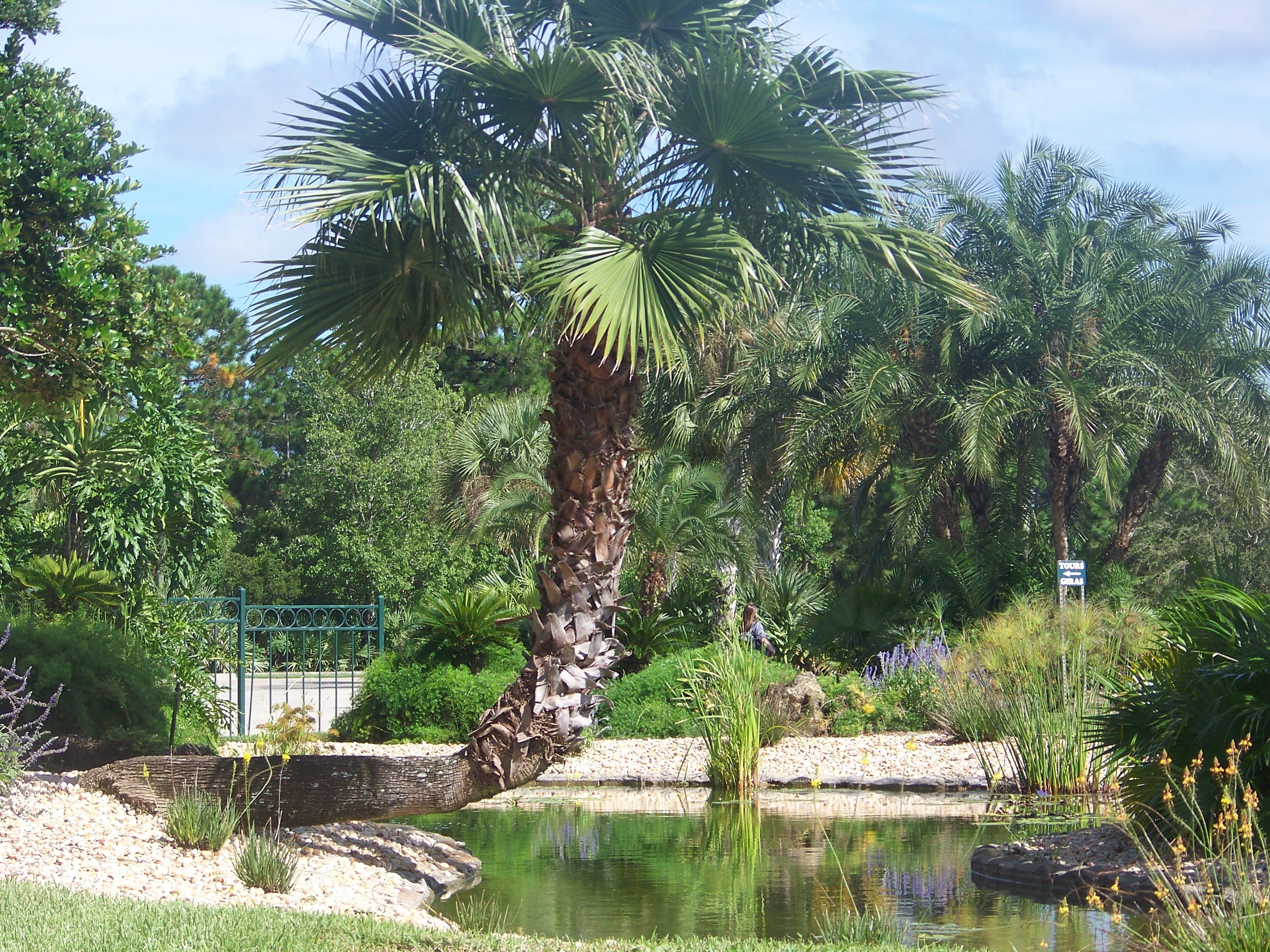Palm tree by a pond