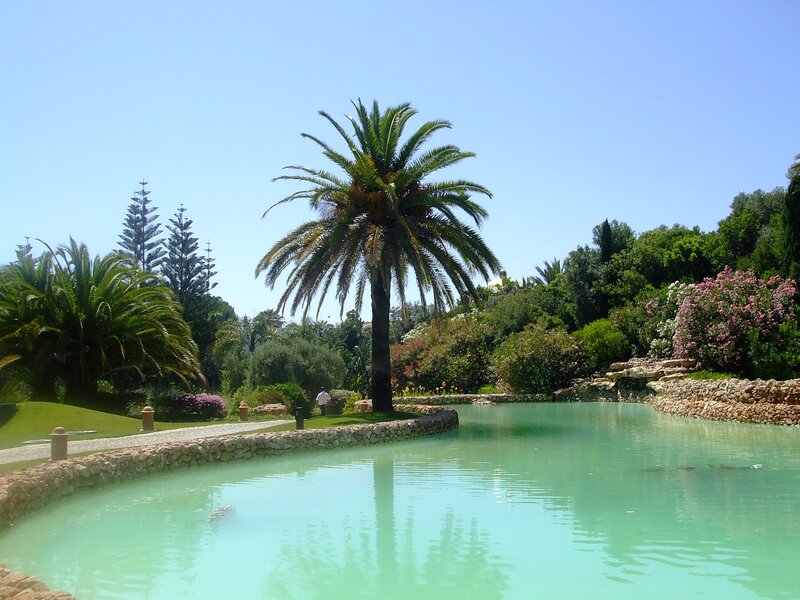 Palm tree by a tranquil pond