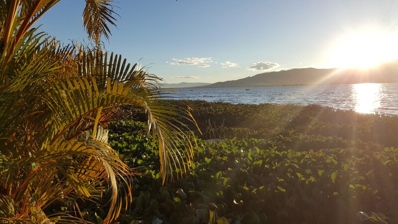Palm Tree by Lake