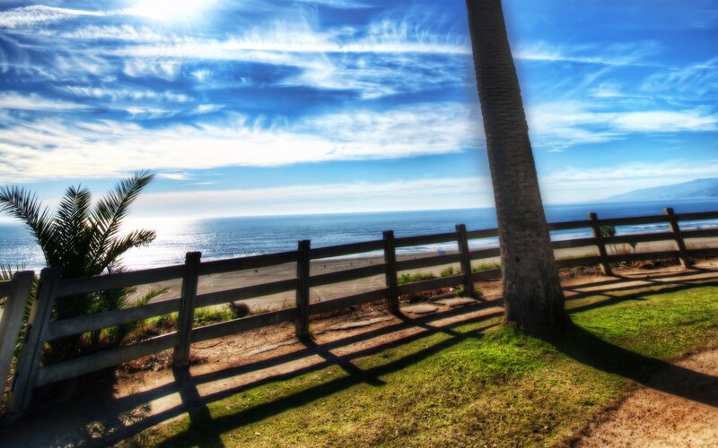 Palm Tree by Ocean — Blue, Serene, Afternoon