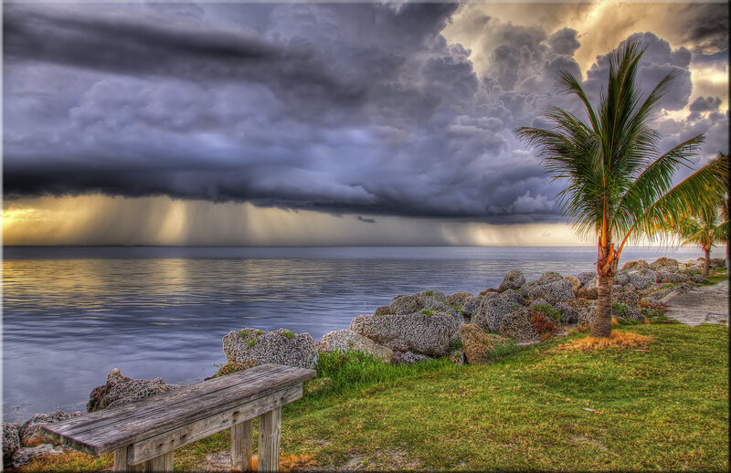 Palm Tree by Ocean