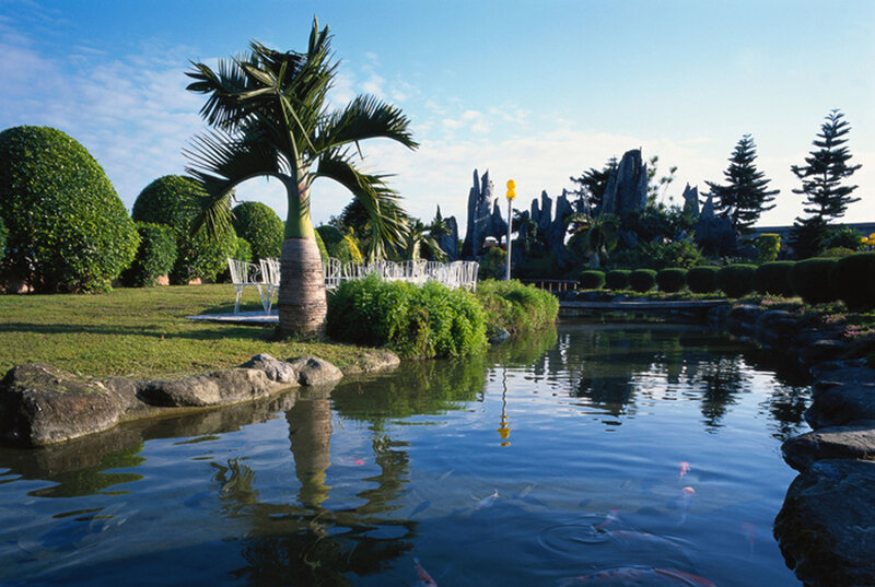 Palm tree by pond in garden