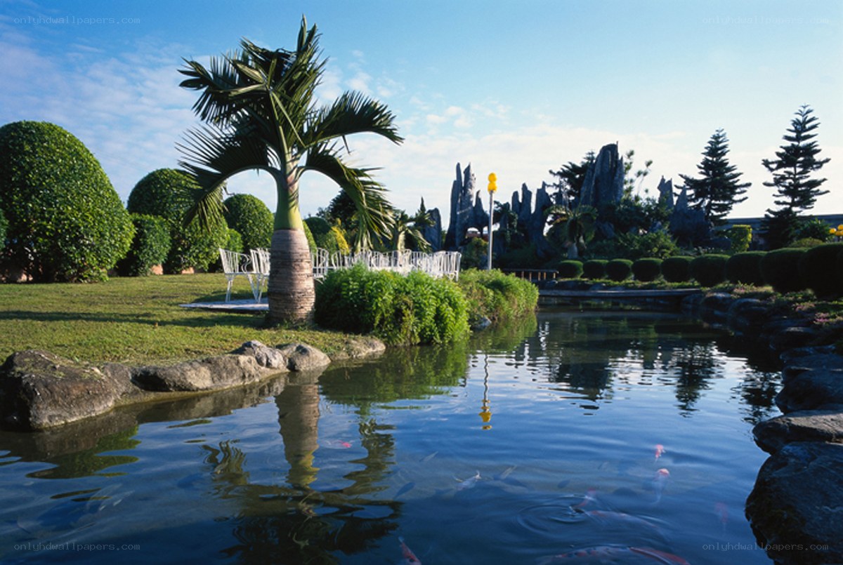 Palm tree by pond in garden