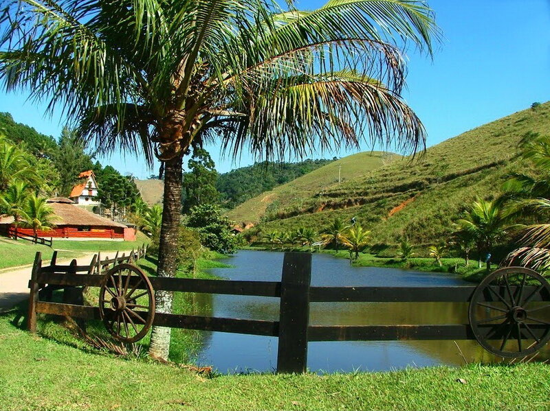Palm Tree by Pond