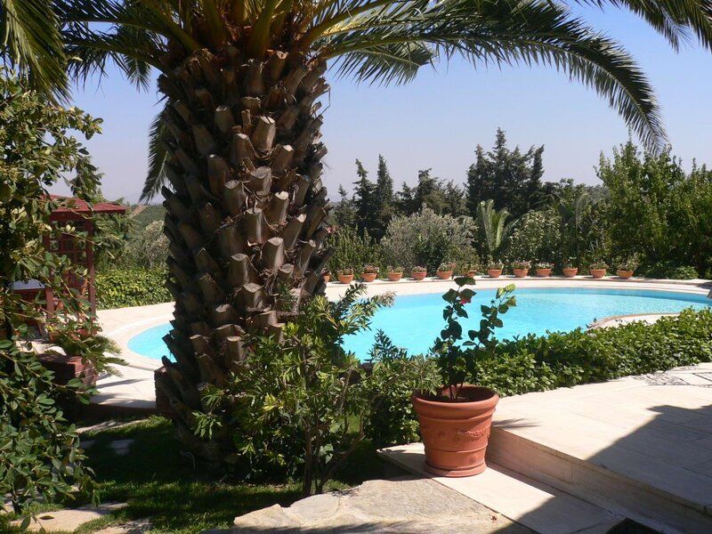 Palm tree by poolside garden