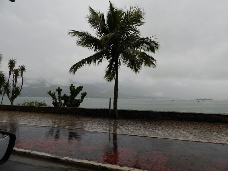 Palm Tree by Sea