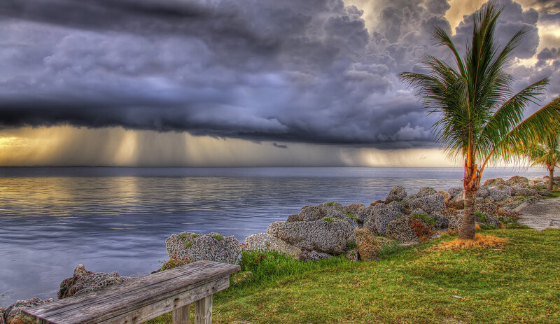 Palm Tree by Storm