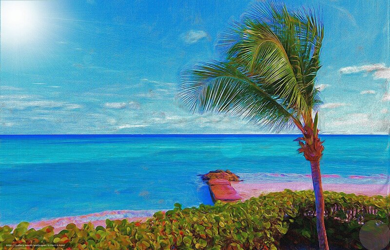 Palm tree by the ocean