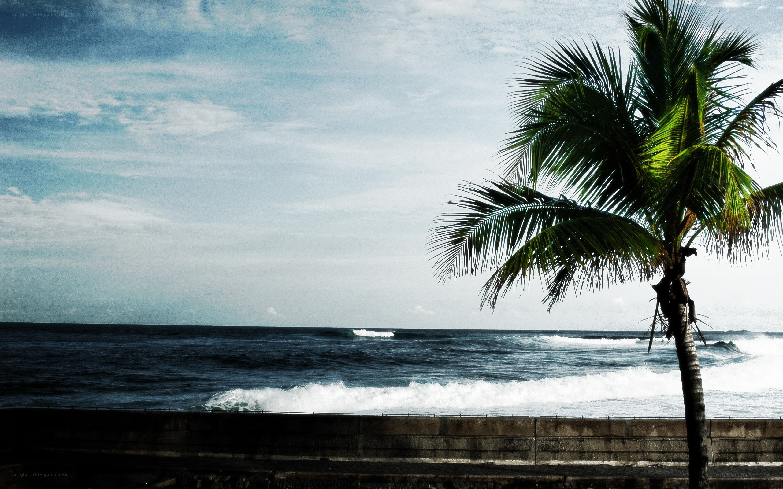 Palm tree by the ocean