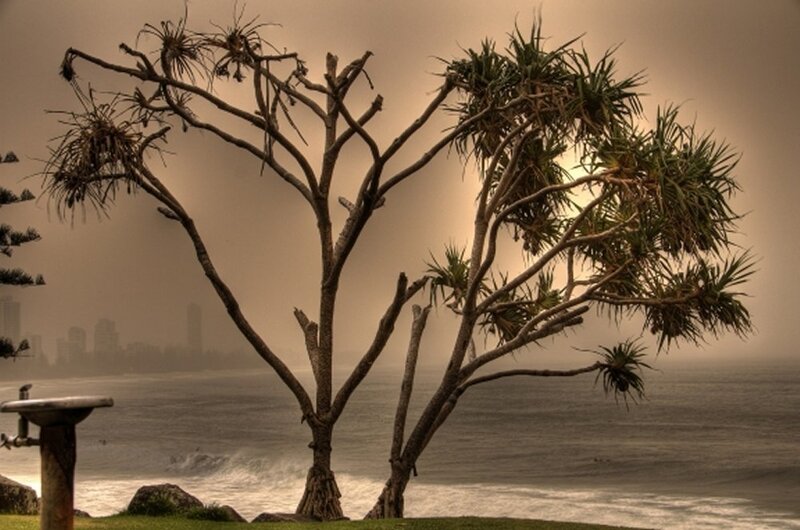 Palm tree by the ocean